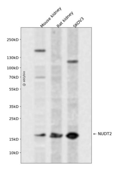 NUDT2 Rabbit pAb