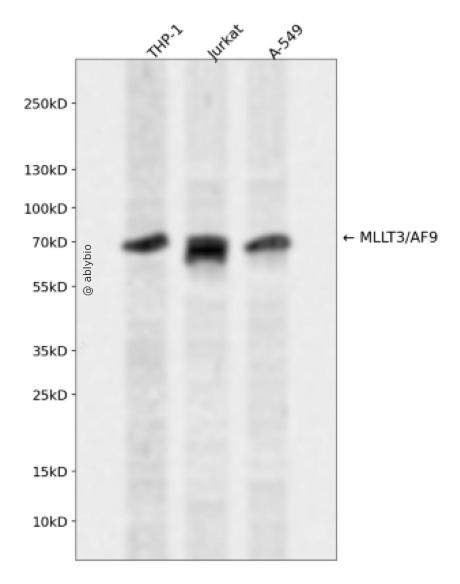 MLLT3/AF9 Rabbit pAb