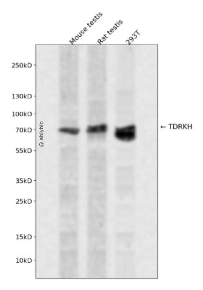 TDRKH Rabbit pAb