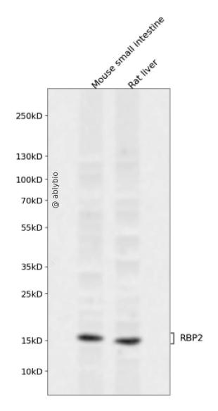 RBP2 Rabbit pAb
