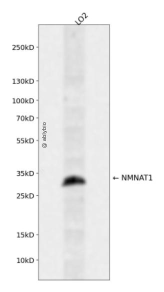NMNAT1 Rabbit pAb