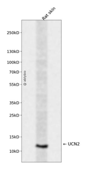 UCN2 Rabbit pAb