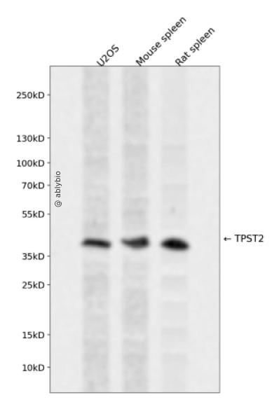 TPST2 Rabbit pAb