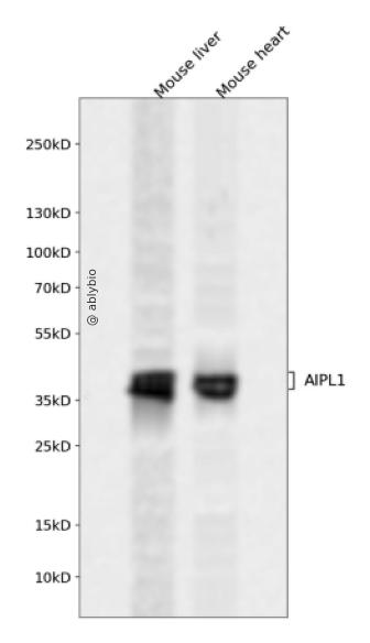 AIPL1 Rabbit pAb