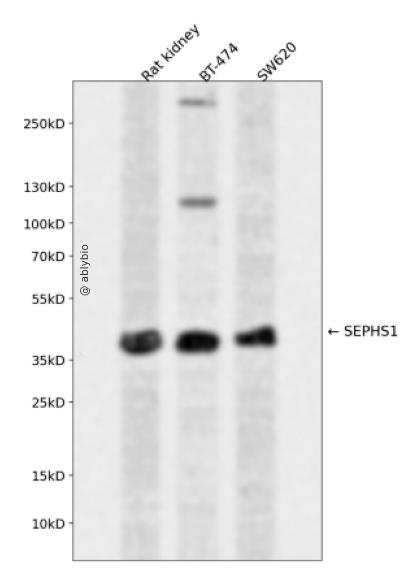 SEPHS1 Rabbit pAb