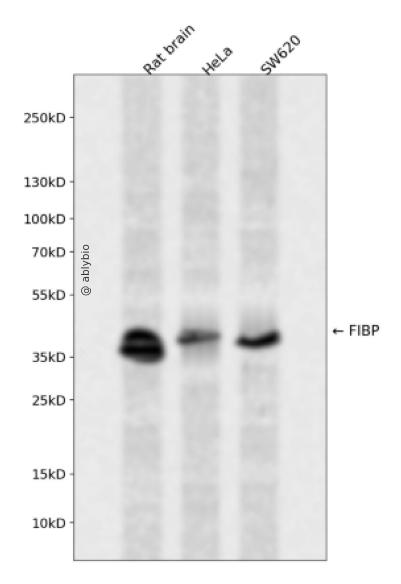 FIBP Rabbit pAb