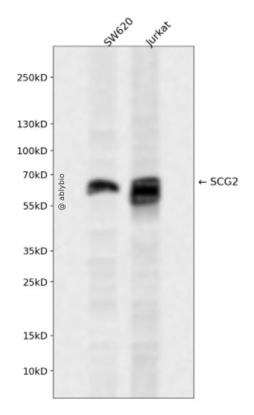 SCG2 Rabbit pAb
