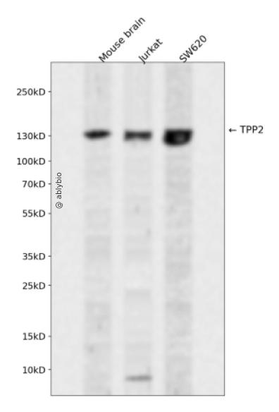 TPP2 Rabbit pAb