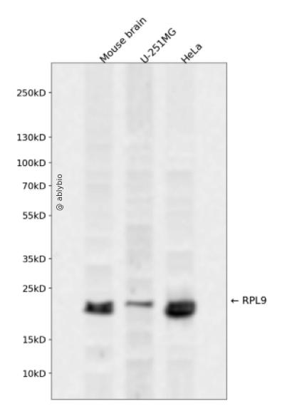 RPL9 Rabbit pAb