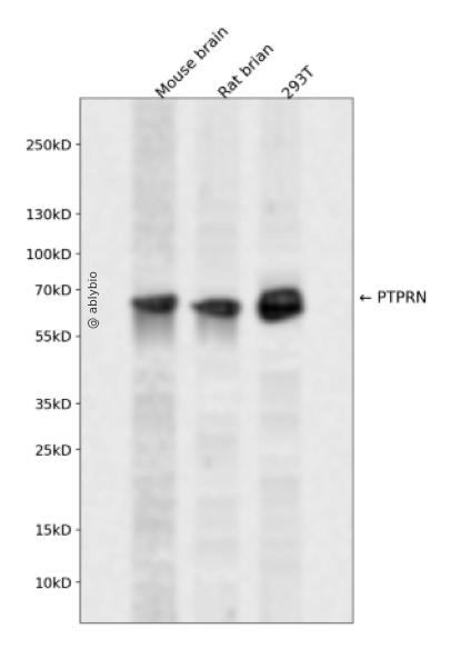 PTPRN Rabbit pAb