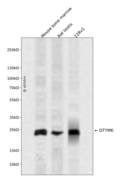 DTYMK Rabbit pAb
