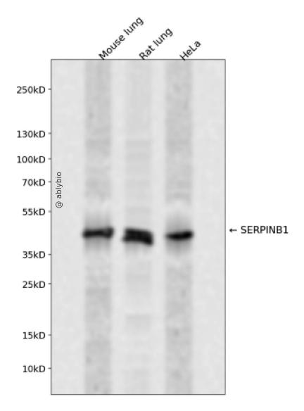 SERPINB1 Rabbit pAb