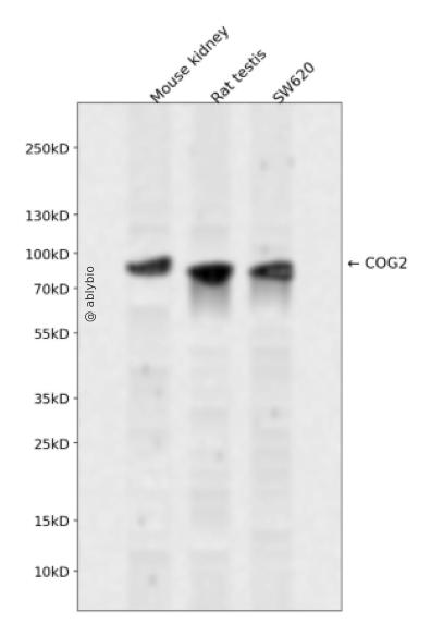 COG2 Rabbit pAb