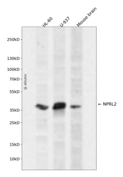 NPRL2 Rabbit pAb