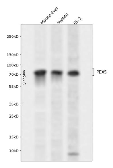 PEX5 Rabbit pAb
