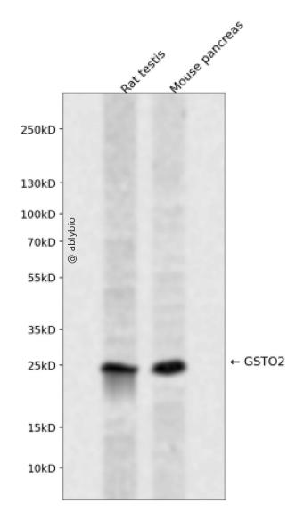 GSTO2 Rabbit pAb