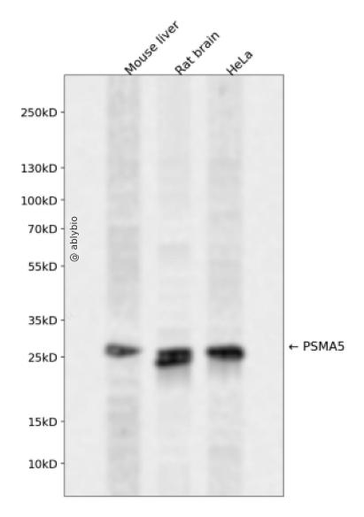 PSMA5 Rabbit pAb