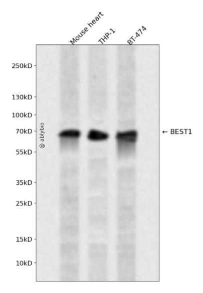 BEST1 Rabbit pAb