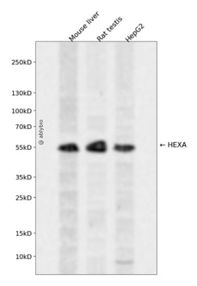 HEXA Rabbit pAb