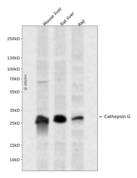 Cathepsin G Rabbit pAb
