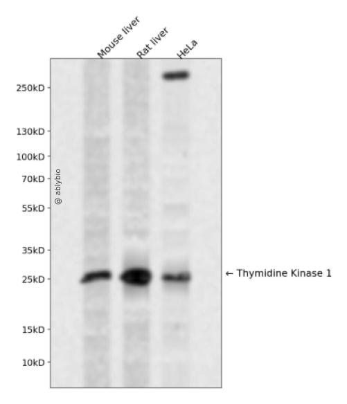 Thymidine Kinase 1 Rabbit pAb