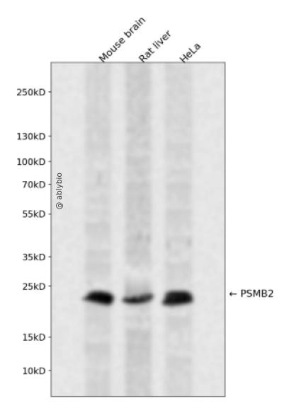 PSMB2 Rabbit pAb