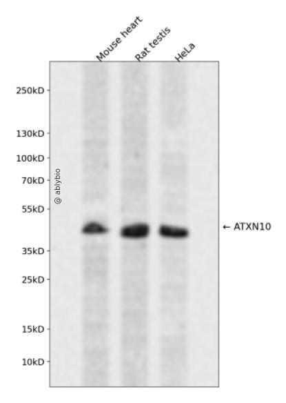 ATXN10 Rabbit pAb