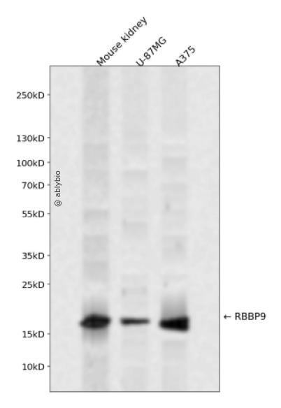 RBBP9 Rabbit pAb
