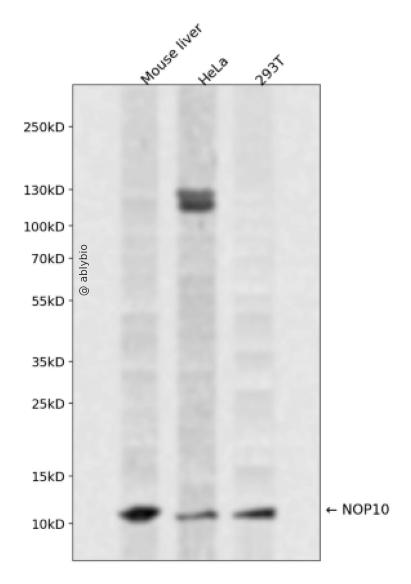 NOP10 Rabbit pAb