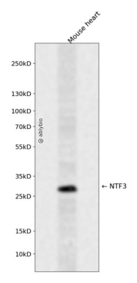 NTF3 Rabbit pAb