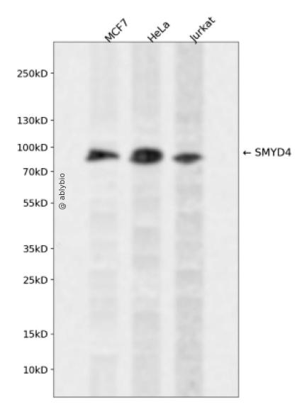 SMYD4 Rabbit pAb