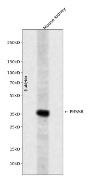 PRSS8 Rabbit pAb