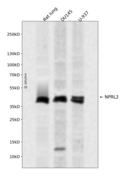 NPRL2 Rabbit pAb