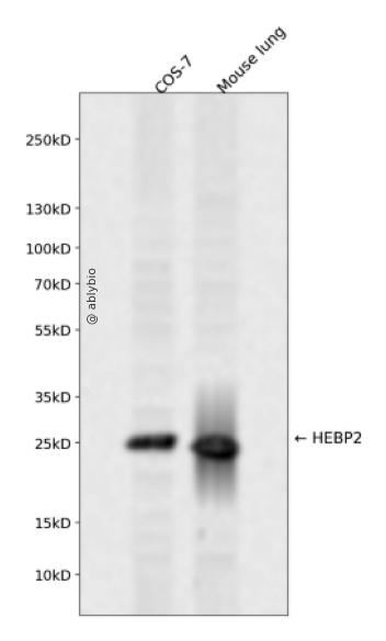 HEBP2 Rabbit pAb
