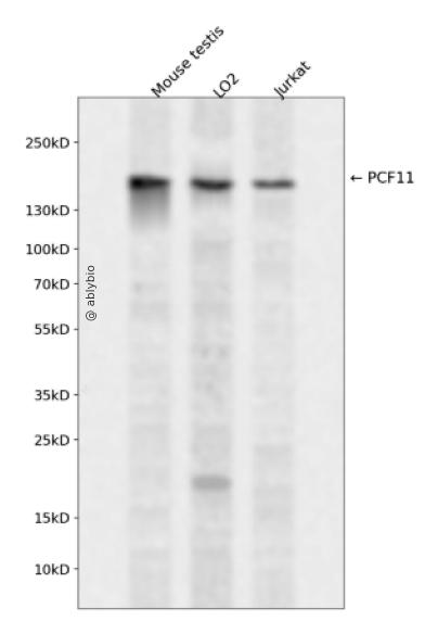 PCF11 Rabbit pAb