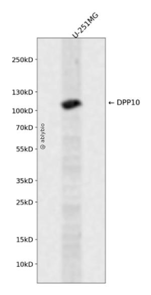 DPP10 Rabbit pAb