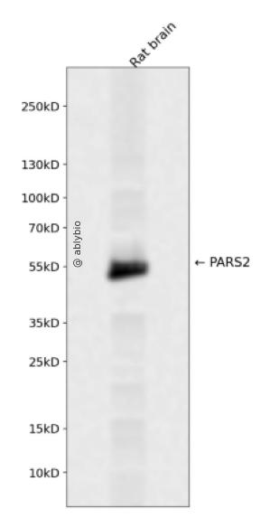 PARS2 Rabbit pAb