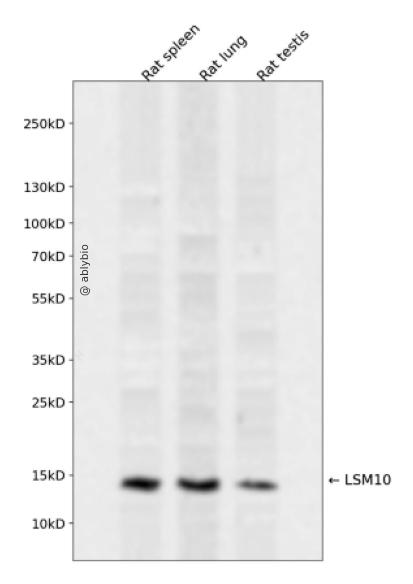 LSM10 Rabbit pAb