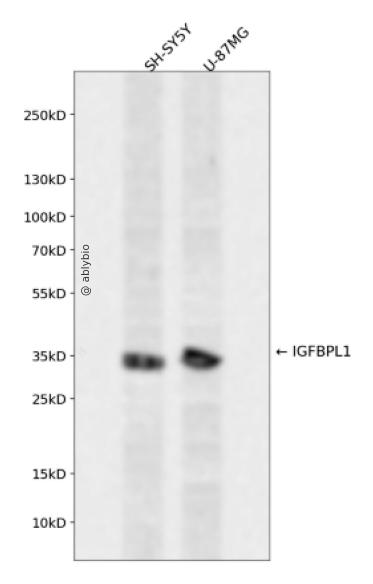 IGFBPL1 Rabbit pAb