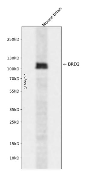 BRD2 Rabbit pAb