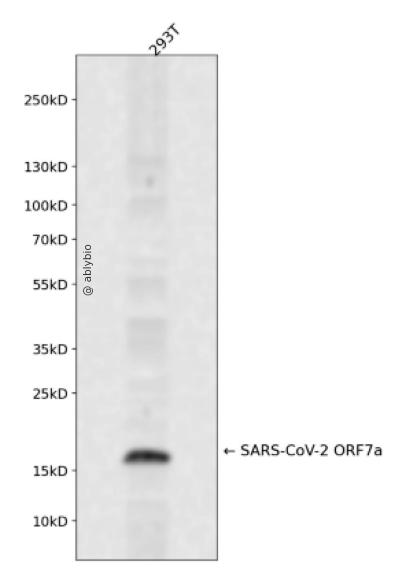 SARS-CoV-2 ORF7a Rabbit pAb