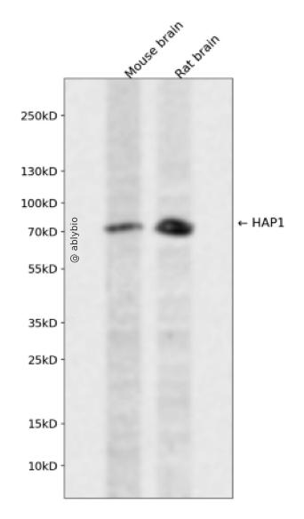HAP1 Rabbit pAb
