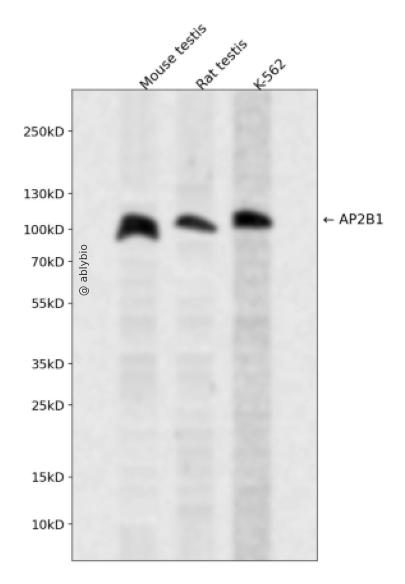 AP2B1 Rabbit pAb