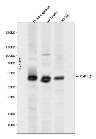 PSMC2 Rabbit pAb