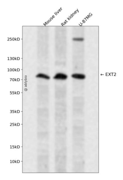 EXT2 Rabbit pAb