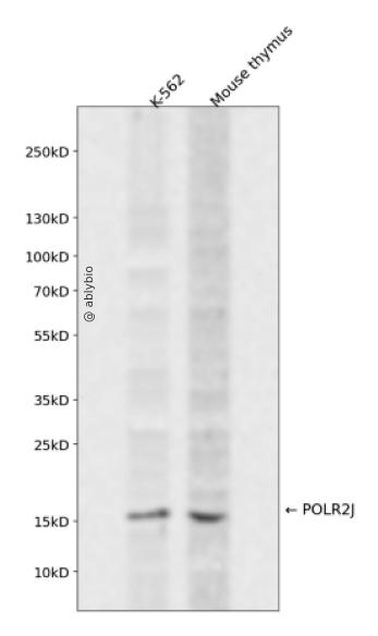 POLR2J Rabbit pAb