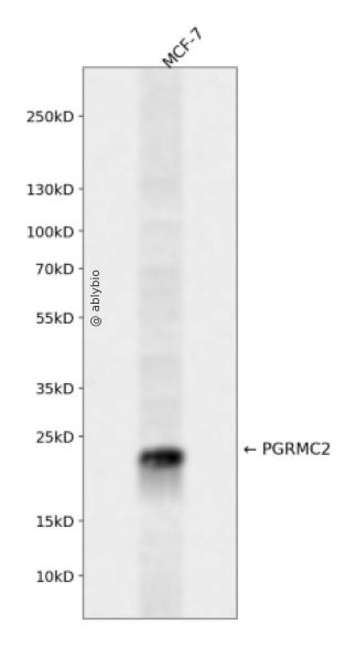 PGRMC2 Rabbit pAb
