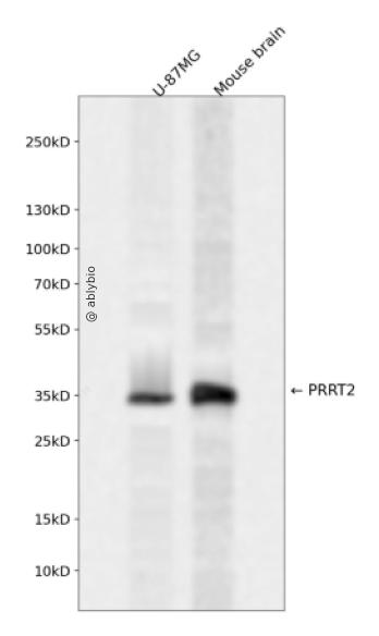 PRRT2 Rabbit pAb