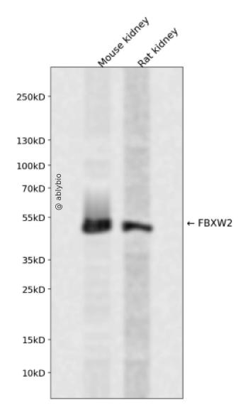FBXW2 Rabbit pAb