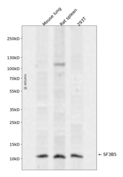 SF3B5 Rabbit pAb